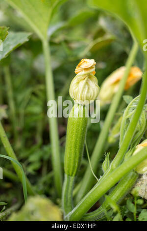 flowering green zucchinis growing at farm in Spain, Autumn. Stock Photo