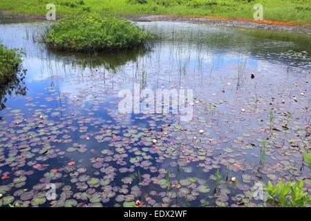 Water lily of swamp, Tashirotai marsh, Aomori, Japan Stock Photo