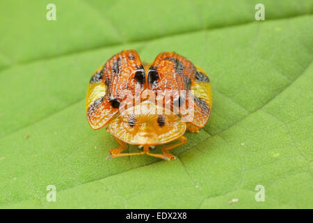A tortoise shell beetle from the family of Chrysomelidae under genus of ...