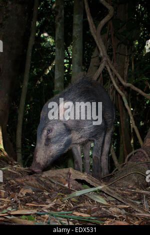 The wild boar (Sus scrofa), also known as the wild swine[ or Eurasian wild pig is a suid native to much of Eurasia, North Africa Stock Photo