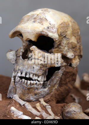An ancient human skull, shot in an archeological museum. Stock Photo