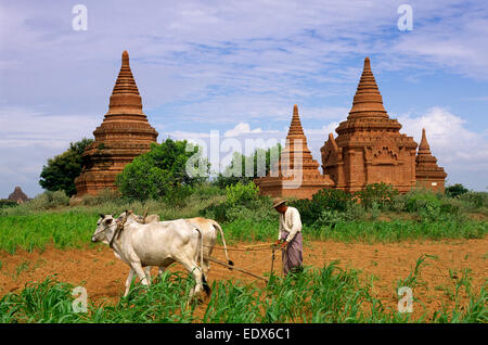Myanmar (Burma), Bagan, farmer ploughing and pagodas Stock Photo