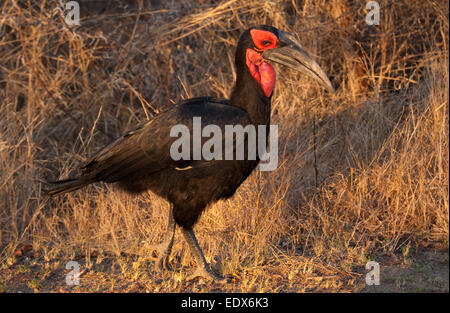 Southern Ground Hornbill (Bucorvus leadbeateri) beside the Skukuza-Lower Sabie Road, Kruger National Park, South Africa Stock Photo