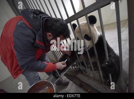 Beijing, China's Sichuan Province. 8th Jan, 2014. A staff member draws blood from a giant panda at the Bifengxia Base of China Conservation and Research Center for Giant Pandas (CCRCGP) in Ya'an City, southwest China's Sichuan Province, Jan. 8, 2014. The CCRCGP has done lot of canine distemper control and prevention work recently to ensure the safety of giant pandas. © Xue Yubin/Xinhua/Alamy Live News Stock Photo