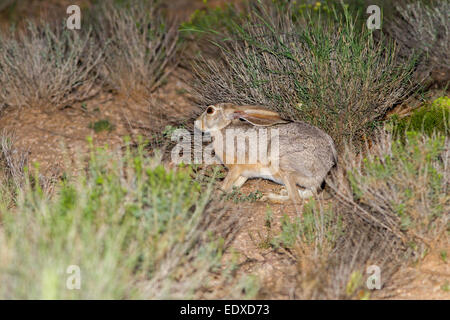 Black and White Rabbit Hiding in Bushes Stock Photo - Alamy