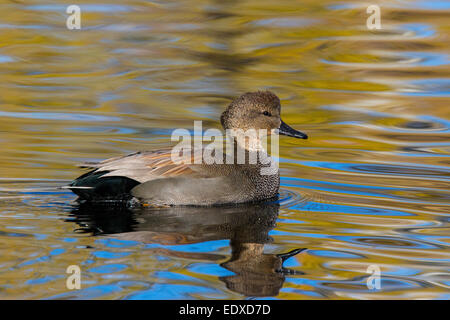 Gadwall Anas strepera Tucson, Pima County, Arizona, United States 3 ...