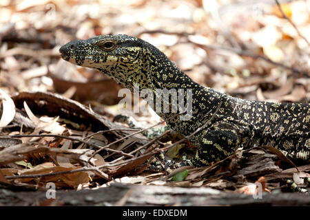 Lace goanna in the woods, Queensland, Australia Stock Photo