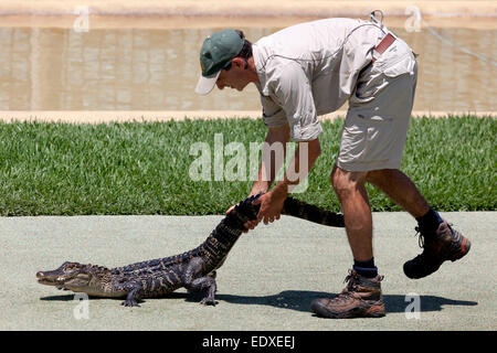 Keeper with a Crocodile in the Crocoseum at the Australia zoo, Beerwah,Australia Stock Photo