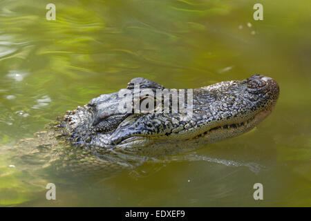 Crocodile in the Australian Zoo, Beerwah,Australia Stock Photo