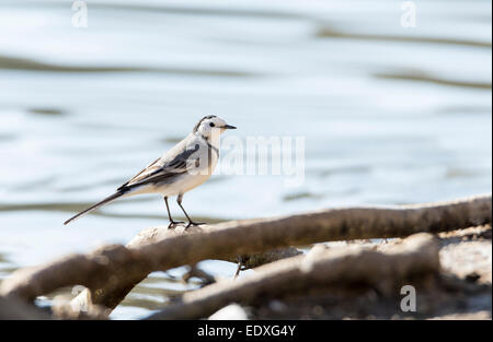 White Wagtail, Motacilla alba foraging on the ground Stock Photo