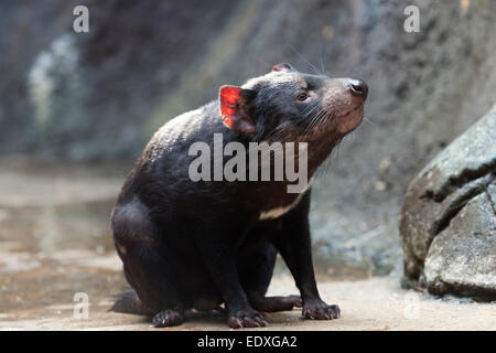 Tasmanian devil in the Australian Zoo, Beerwah,Australia Stock Photo