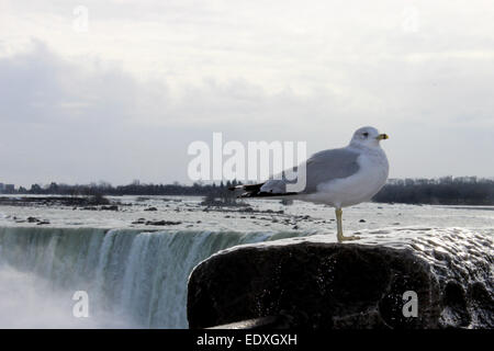 A seagull posing for a picture on a cloudy morning for tourists in Niagara Falls, Canada. Stock Photo