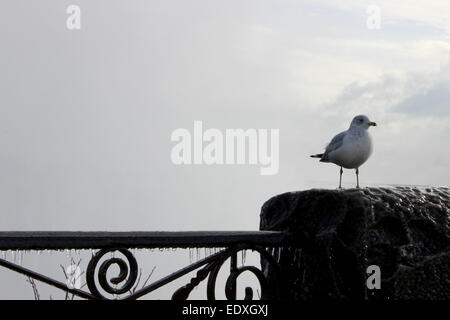 A seagull posing for a picture on a cloudy morning for tourists in Niagara Falls, Canada Stock Photo