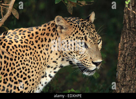Portrait of a Sri Lankan Leopard (Panthera Pardus Kotiya), Yala, Sri Lanka