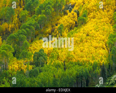 Green and yellow early fall Aspen trees on mountain side in Colorado Stock Photo