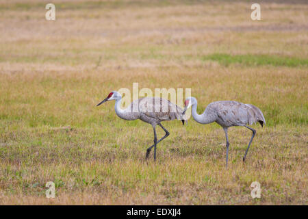 Pair of Sandhill Cranes in Venice Florida Stock Photo