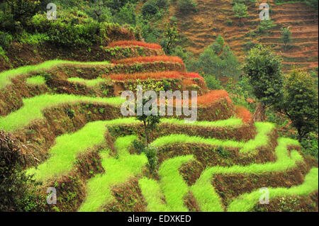 Embrace the beauty of nature and indulge in rural tranquility at the Hill Terrace Farm in Nepal. Stock Photo