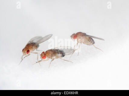 The fruit fly—Drosophila melanogaster The fruit fly—Drosophila melanogaster—is helping researchers understand how spaceflight affects the immune system’s response to infection Stock Photo