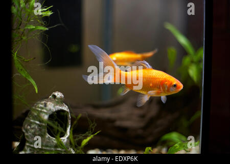 Fish keeping pet pets hi-res stock photography and images - Alamy