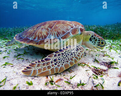 Green Turtle in Belize at Hol Chan Marine Reserve Stock Photo