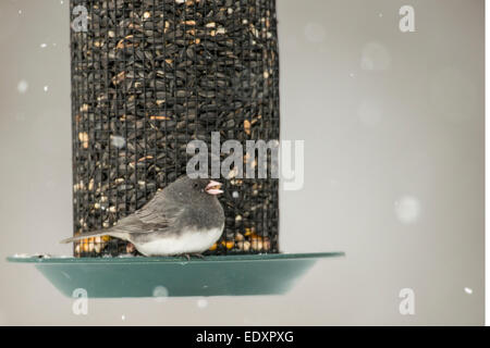 Dark-eyed Junco sitting on seed feeder during winter snowstorm. Stock Photo
