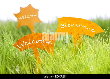 Three Labels With Dutch Text Welkom And French Text Bienvenue Which Means Welcome On Sunny Green Grass For Spring Or Summer Feel Stock Photo