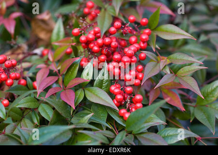 Nandina domestica. Heavenly bamboo berries in Winter. Stock Photo