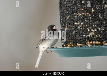 Dark-Eyed Junco on seed feeder. Stock Photo