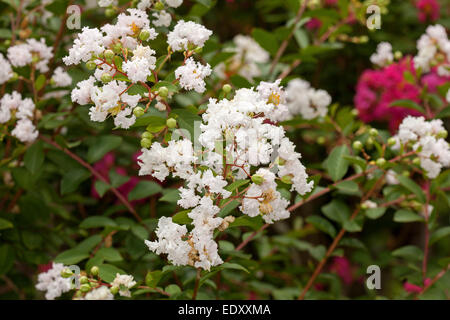 Cluster of vivid white flowers & buds of Lagerstroemia indica, Crepe myrtle, surrounded by deep green leaves Stock Photo