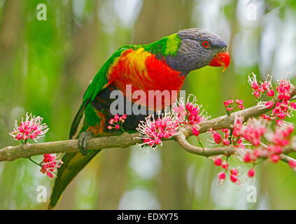 Brightly coloured rainbow lorikeet, Australian parrot in the wild among clusters of pink flowers of native corkwood tree, Melicope elleryana Stock Photo