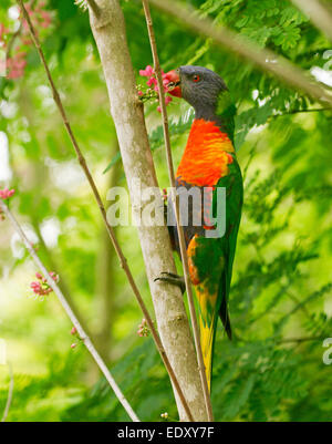 Brightly coloured rainbow lorikeet, Australian parrot in the wild feeding on cluster of pink flowers of native corkwood tree, Melicope elleryana Stock Photo