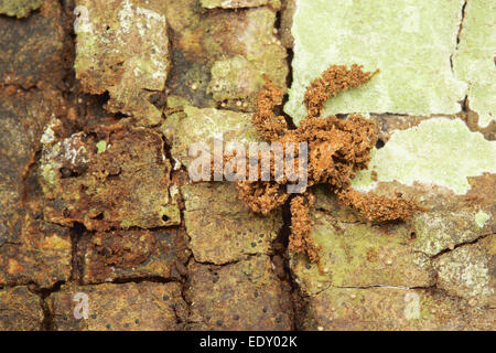 Masked Hunter Assassin Bug (Reduvius Sp.). This Incedible Assassin Bug ...