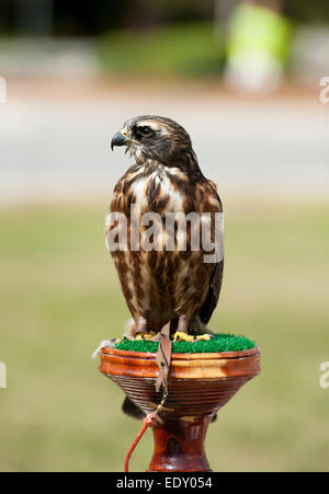 Red-tailed Hawk (Buteo jamaicensis) / Red Tailed / Shouldered Hawk  bird of prey  raptor, Falconry, captive Stock Photo