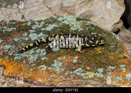 Barred Tiger Salamander  Ambystoma mavortium  Arizona, United States 10 January     Adult      Ambystomatidae Stock Photo