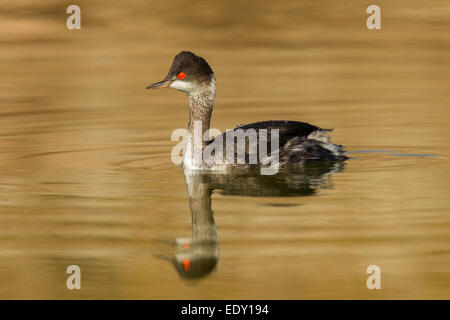 eared grebe winter