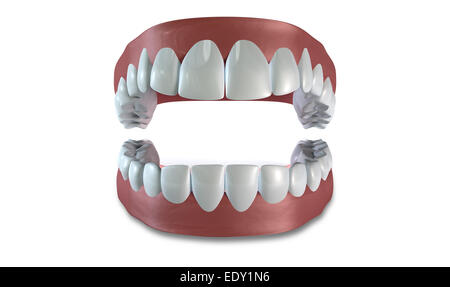 Seperated upper and lower sets of human teeth set in gums on an isolated background Stock Photo