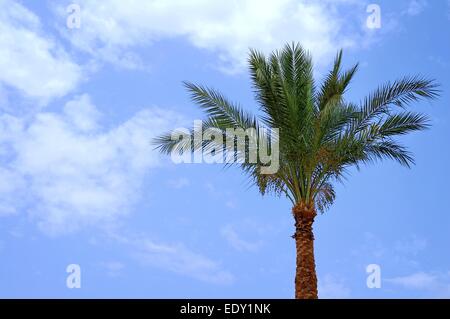 One date palm on blue sky background Stock Photo