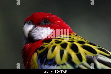Very brightly coloured Australian Eastern rosella parrot (Platycercus eximius) Stock Photo