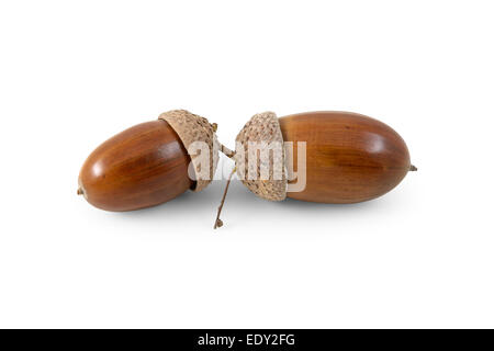 Two  acorns on a white background Stock Photo