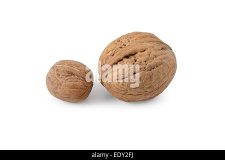 Two  walnuts on a white background Stock Photo