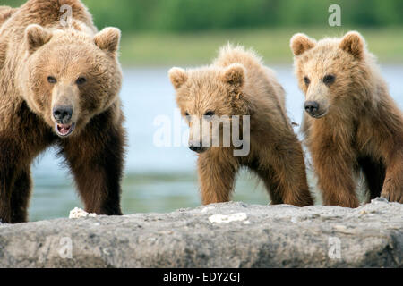 A protective mother bear with two cubs hi-res stock photography and