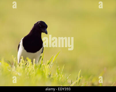 Magpie (Pica pica) on ground Stock Photo