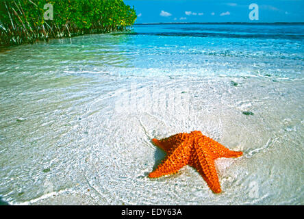 Red cushion sea star or West Indian sea star (Oreaster reticulatus) Los Roques National Park Venezuela South America Stock Photo