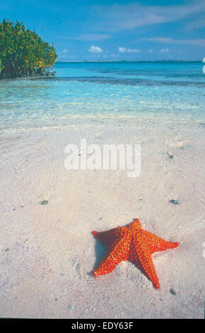 Red cushion sea star  or West Indian sea star (Oreaster reticulatus) Los Roques National Park Venezuela South America Stock Photo