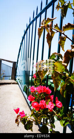 Positano and Amalfi, the most famous summer vacationland in southern Italy. Stock Photo