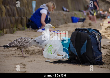 2 fearless herring gulls (1 adult, one juvenile) eyeing up an opportunity to pinch food from picnic bags on the beach - Whitby, Yorkshire, Enland, UK. Stock Photo
