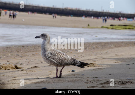 Close-up profile of young, juvenile seabird (herring gull) with mottled plumage, standing on sand - Whitby beach, North Yorkshire coast, England, UK. Stock Photo