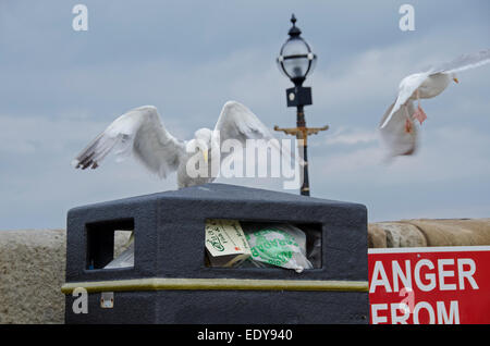 Low angle close-up of 2 adult herring gulls -1 landing on litter bin full of rubbish, 1 flapping & flying away - Whitby, North Yorkshire, England, UK. Stock Photo