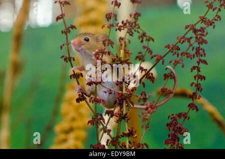 Harvest Mouse at the British Wildlife Centre, Surrey Stock Photo