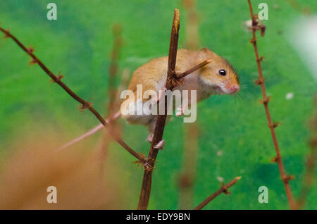 Harvest Mouse at the British Wildlife Centre, Surrey Stock Photo